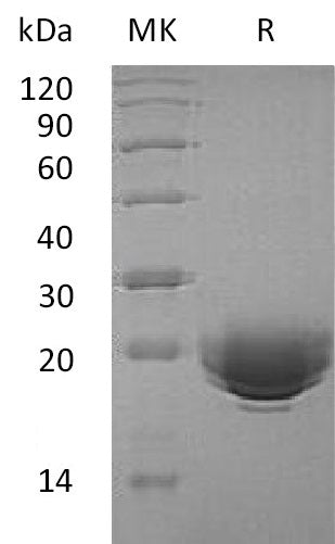 BL-0548NP: Greater than 95% as determined by reducing SDS-PAGE. (QC verified)