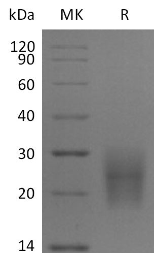 BL-1215NP: Greater than 95% as determined by reducing SDS-PAGE. (QC verified)