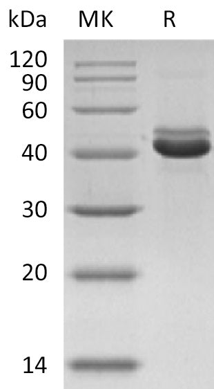 BL-2171NP: Greater than 95% as determined by reducing SDS-PAGE. (QC verified)