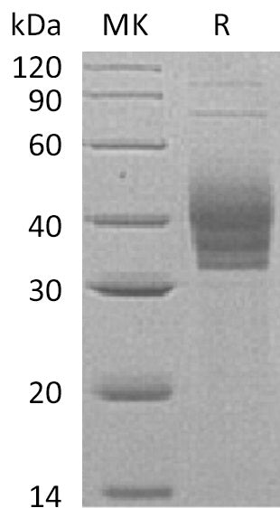 BL-0559NP: Greater than 90% as determined by reducing SDS-PAGE. (QC verified)