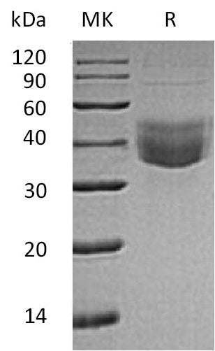 BL-0558NP: Greater than 90% as determined by reducing SDS-PAGE. (QC verified)