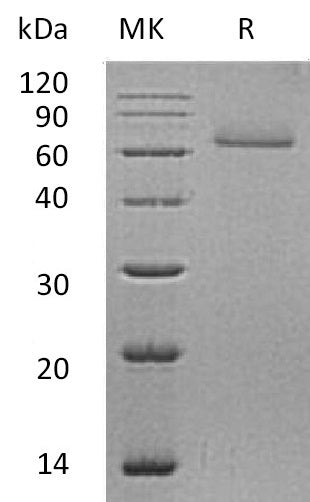 BL-0560NP: Greater than 95% as determined by reducing SDS-PAGE. (QC verified)