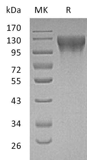 BL-2009NP: Greater than 95% as determined by reducing SDS-PAGE. (QC verified)