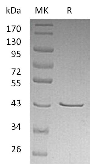 BL-0557NP: Greater than 95% as determined by reducing SDS-PAGE. (QC verified)