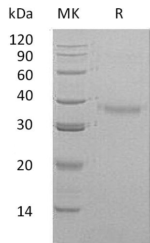 BL-0563NP: Greater than 95% as determined by reducing SDS-PAGE. (QC verified)