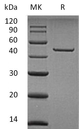 BL-0562NP: Greater than 95% as determined by reducing SDS-PAGE. (QC verified)