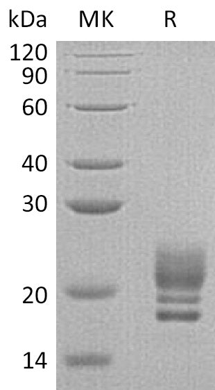 BL-0561NP: Greater than 95% as determined by reducing SDS-PAGE. (QC verified)