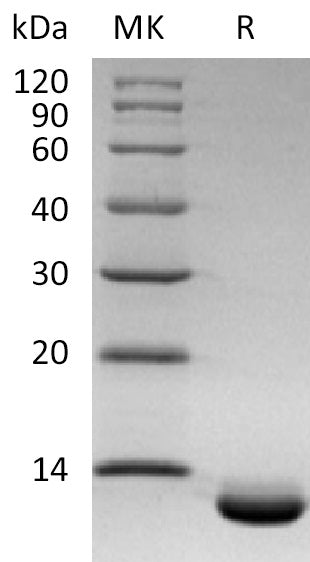 BL-2134NP: Greater than 95% as determined by reducing SDS-PAGE. (QC verified)