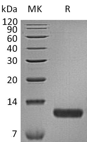 BL-0565NP: Greater than 95% as determined by reducing SDS-PAGE. (QC verified)