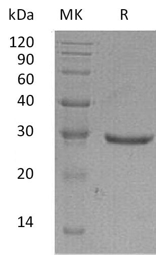 BL-0568NP: Greater than 95% as determined by reducing SDS-PAGE. (QC verified)