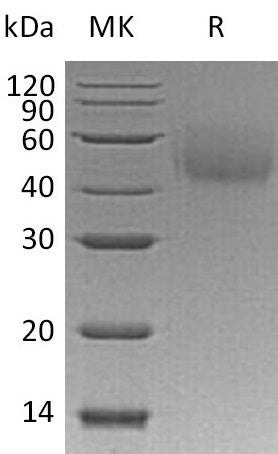 BL-0571NP: Greater than 95% as determined by reducing SDS-PAGE. (QC verified)