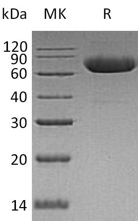 BL-0570NP: Greater than 90% as determined by reducing SDS-PAGE. (QC verified)