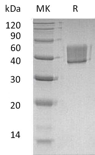 BL-0567NP: Greater than 95% as determined by reducing SDS-PAGE. (QC verified)