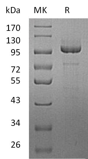 BL-0572NP: Greater than 95% as determined by reducing SDS-PAGE. (QC verified)