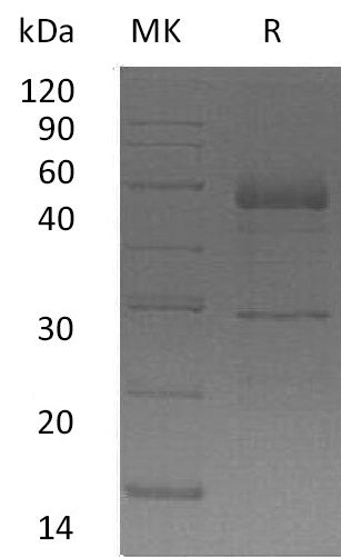 BL-0578NP: Greater than 95% as determined by reducing SDS-PAGE. (QC verified)