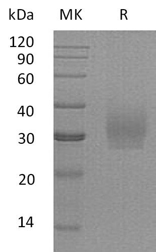 BL-0576NP: Greater than 95% as determined by reducing SDS-PAGE. (QC verified)