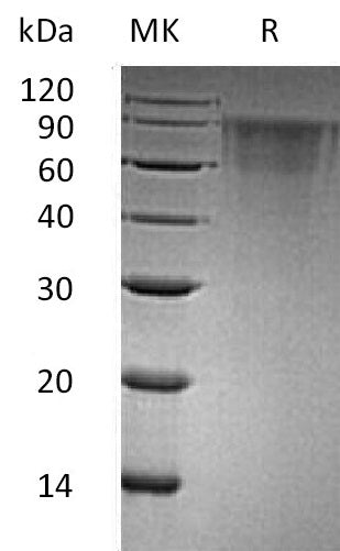 BL-0581NP: Greater than 95% as determined by reducing SDS-PAGE. (QC verified)