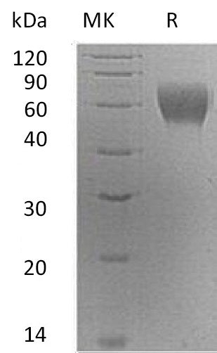 BL-0579NP: Greater than 95% as determined by reducing SDS-PAGE. (QC verified)