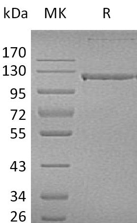 BL-0018NP: Greater than 95% as determined by reducing SDS-PAGE. (QC verified)