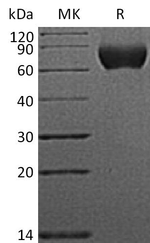 BL-0574NP: Greater than 95% as determined by reducing SDS-PAGE. (QC verified)