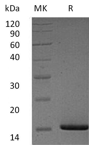 BL-0575NP: Greater than 95% as determined by reducing SDS-PAGE. (QC verified)