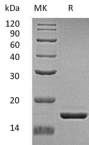 BL-0584NP: Greater than 95% as determined by reducing SDS-PAGE. (QC verified)