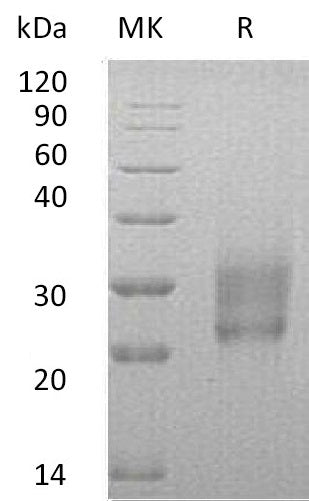 BL-0580NP: Greater than 95% as determined by reducing SDS-PAGE. (QC verified)