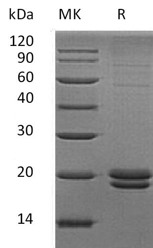 BL-0582NP: Greater than 85% as determined by reducing SDS-PAGE. (QC verified)