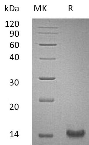 BL-0586NP: Greater than 95% as determined by reducing SDS-PAGE. (QC verified)