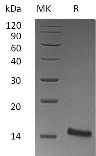 BL-0587NP: Greater than 95% as determined by reducing SDS-PAGE. (QC verified)