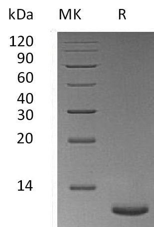 BL-0588NP: Greater than 95% as determined by reducing SDS-PAGE. (QC verified)