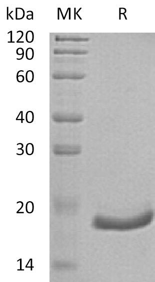 BL-0589NP: Greater than 95% as determined by reducing SDS-PAGE. (QC verified)