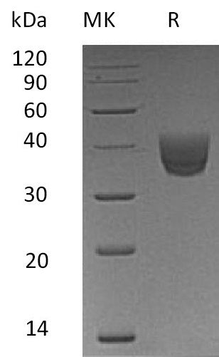 BL-0590NP: Greater than 95% as determined by reducing SDS-PAGE. (QC verified)