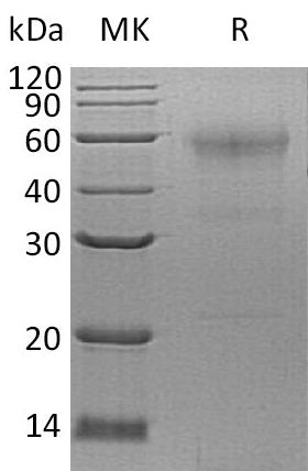 BL-0595NP: Greater than 90% as determined by reducing SDS-PAGE. (QC verified)