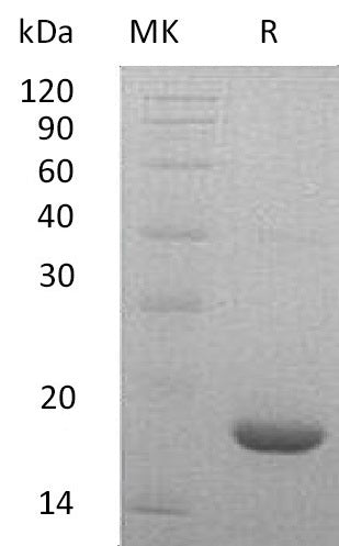 BL-1823NP: Greater than 95% as determined by reducing SDS-PAGE. (QC verified)