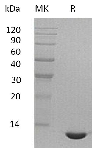 BL-1824NP: Greater than 95% as determined by reducing SDS-PAGE. (QC verified)