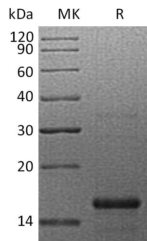 BL-0601NP: Greater than 95% as determined by reducing SDS-PAGE. (QC verified)