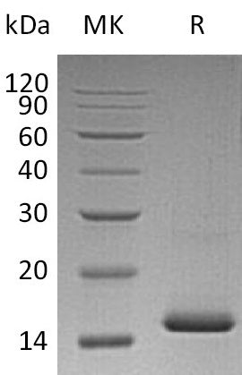 BL-1830NP: Greater than 95% as determined by reducing SDS-PAGE. (QC verified)