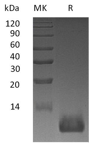 BL-1825NP: Greater than 95% as determined by reducing SDS-PAGE. (QC verified)