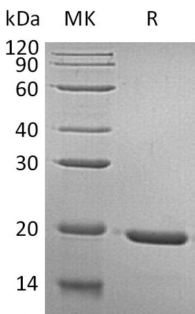 BL-1826NP: Greater than 95% as determined by reducing SDS-PAGE. (QC verified)