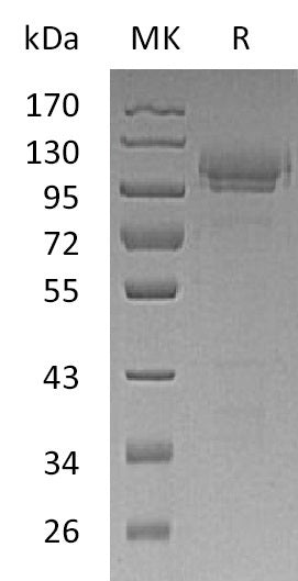 BL-0223NP: Greater than 90% as determined by reducing SDS-PAGE. (QC verified)