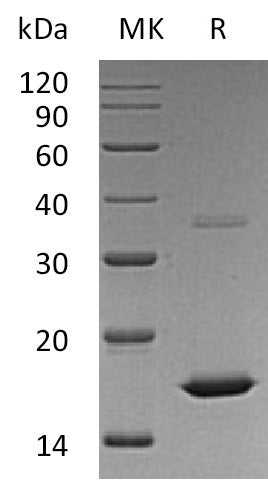 BL-1720NP: Greater than 95% as determined by reducing SDS-PAGE. (QC verified)