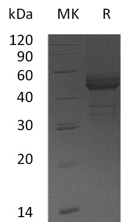 BL-0019NP: Greater than 95% as determined by reducing SDS-PAGE. (QC verified)