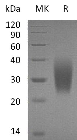 BL-0604NP: Greater than 95% as determined by reducing SDS-PAGE. (QC verified)