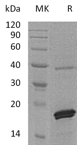 BL-0609NP: Greater than 95% as determined by reducing SDS-PAGE. (QC verified)