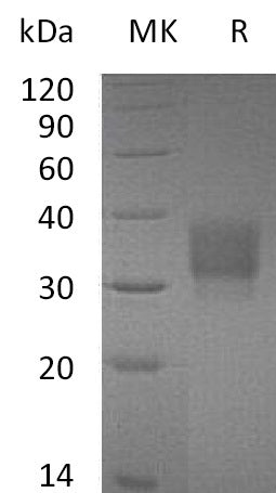 BL-0605NP: Greater than 95% as determined by reducing SDS-PAGE. (QC verified)