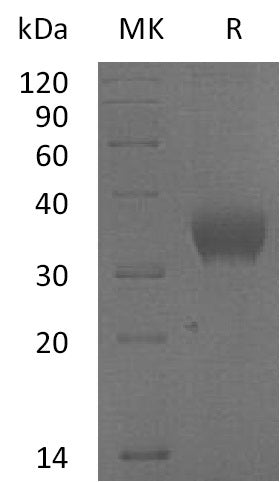 BL-0606NP: Greater than 95% as determined by reducing SDS-PAGE. (QC verified)