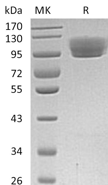 BL-0021NP: Greater than 95% as determined by reducing SDS-PAGE. (QC verified)