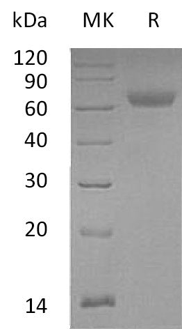 BL-0236NP: Greater than 95% as determined by reducing SDS-PAGE. (QC verified)