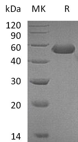 BL-0612NP: Greater than 95% as determined by reducing SDS-PAGE. (QC verified)